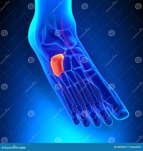 Cuboid Bone Anatomy with Circulatory System Stock Illustration - Illustration of isolated, bone ...