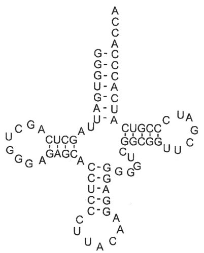 Base Sequence Of Dna