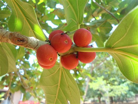 Banyan Tree Fruit