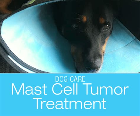 Mast Cell Tumor Treatment: Treating JD's Mast Cell Tumor