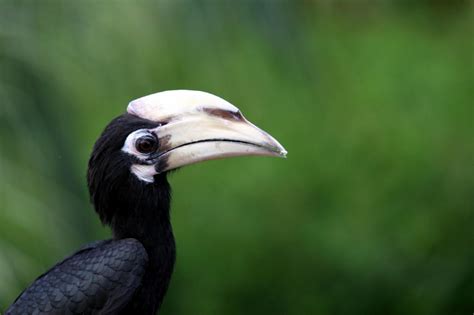 Black hornbill (Anthracoceros malayanus)