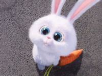 130 Best Snowball images in 2020 | Snowball, Snowball rabbit, Cute bunny cartoon