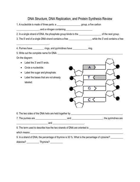 Dna Worksheet Structure Of Dna And Replication Dna Replicati