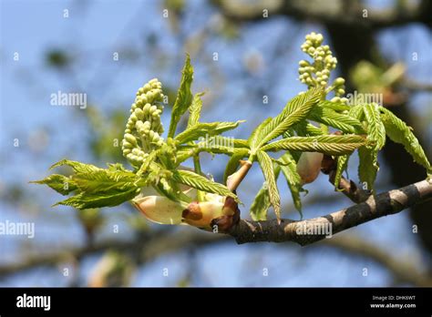 Yellow buckeye Stock Photo - Alamy