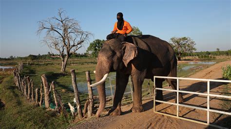 Streaming to survive: Thailand's out-of-work elephants in crisis