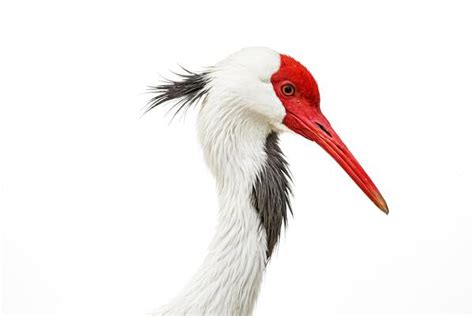 Red Crowned Crane Stock Photos, Images and Backgrounds for Free Download