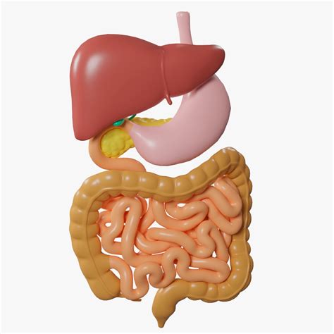 Human digestive system cartoon color 3D model - TurboSquid 1906702