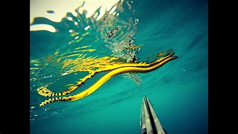 Venomous and Deadly Sea Snake, (Hydrophiinae)Serpiente Marina. シースネーク ...