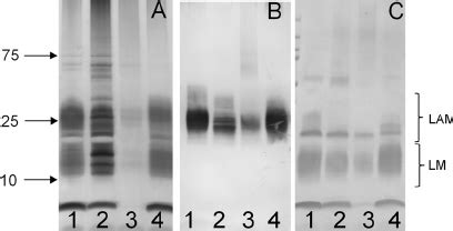 LAM and LM analysis of control cells and spheroplast preparation. LAM... | Download Scientific ...