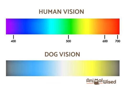 What Colors Do Dogs See In