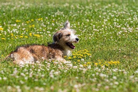 The Truth About Corgipoo Puppies: Why You Should Avoid Them