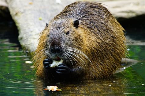 Nutria Eats · Free photo on Pixabay