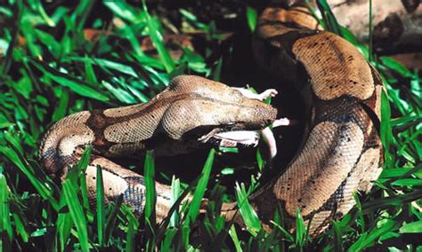 Boa Constrictor Snake - Facts, Diet & Habitat Information