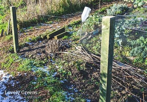 Build a Blackberry Trellis: a simple way to grow thornless blackberries