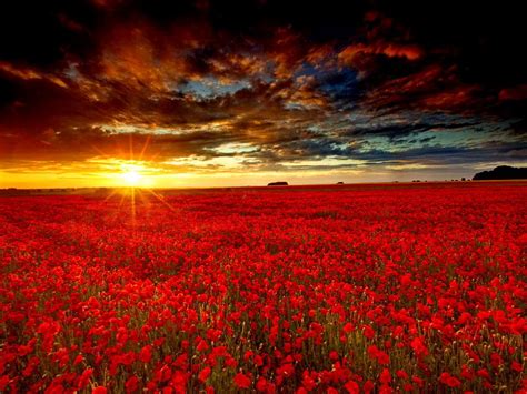 Sunrise on a Red Flower Field | Field Wallpaper | Red Flowers