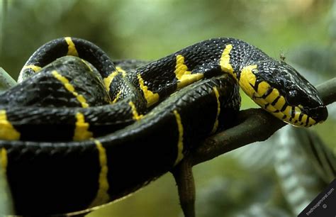 Tropical Rainforest Snakes | malaysia snakes nature tropical rainforest reptiles mangrove snake ...