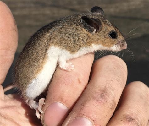 Field mice are cute and nice! : r/aww