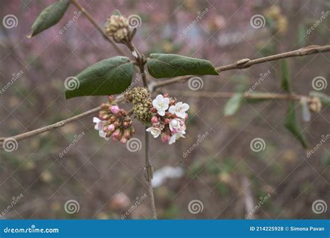 Viburnum Carlesii Shrub in Bloom Stock Photo - Image of gardening ...