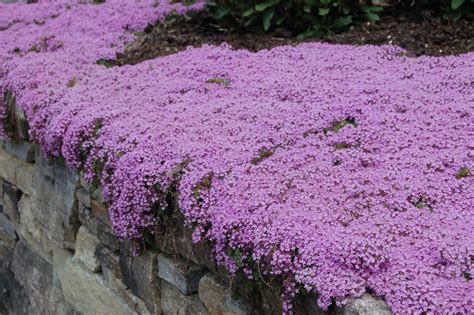 Purple flowering thyme ground cover - koreafiln