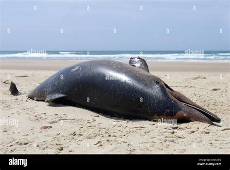 Dead dolphin hi-res stock photography and images - Alamy