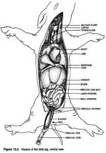 Fetal Pig Dissection Diagram Sheet