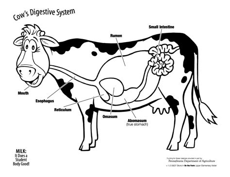 A cow's digestive system consists of one stomach with four compartments! Find more information ...