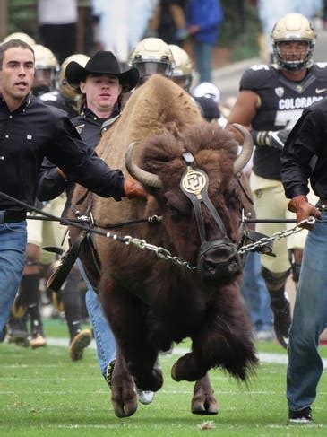 CU's Ralphie Mascot Turns 50 | Boulder, CO Patch