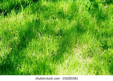 Green Grass Texture Green Meadow Stock Photo 2223356831 | Shutterstock