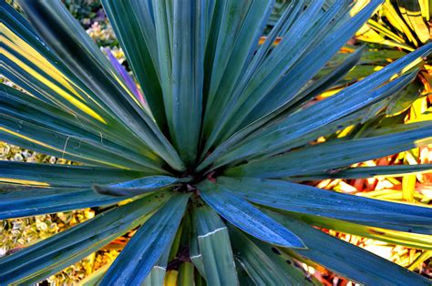 Green Leaves Background Free Stock Photo - Public Domain Pictures