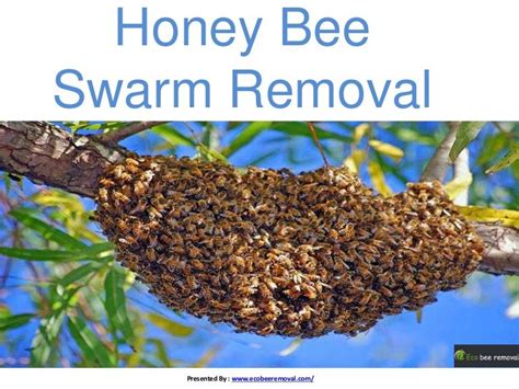 Honey bee swarm removal | Honey bee swarm, Bee swarm, Honey bee