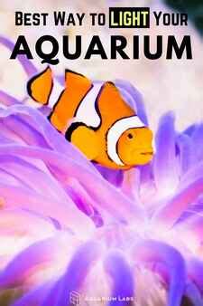 The Ultimate Aquarium Lighting Guide | Aquarium Labs