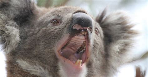 Koala Teeth: Everything You Need to Know - IMP WORLD