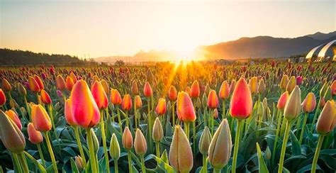 BLOOM Abbotsford Tulip Festival returns to BC this April | Listed