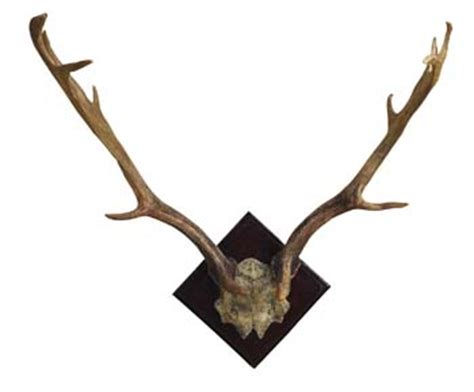 Fallow Deer Antlers