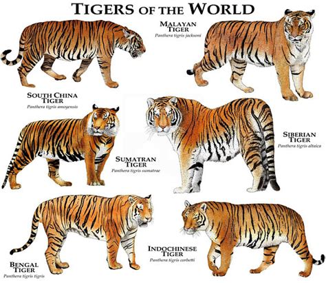 Tiger (Panthera tigris) Classification