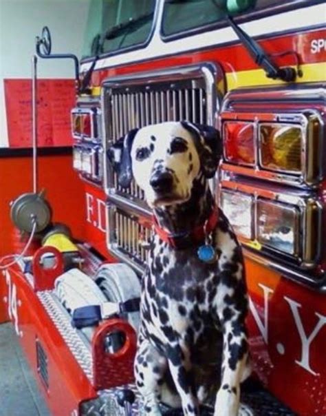 Yogi the Firehouse Dog, Named for 9/11 Hero, Dies At 15