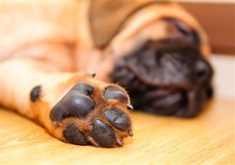 Taking Care of Your Dog's Paws