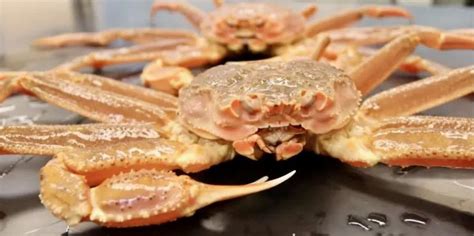 Warming waters 'key culprit' in Alaska crab mass die-off - Raw Story