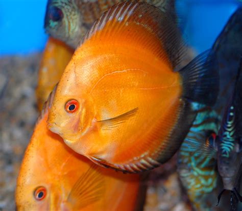 Tangerine discus fish | Vida marinha, Aquários, Animais