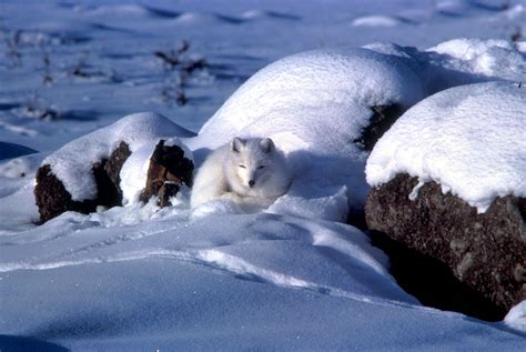 File:Alopex lagopus coiled up in snow.jpg - Wikimedia Commons