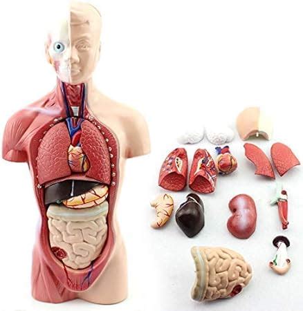 superply Anatomy Model | 11inch Human Torso Body | Heart Brain Skeleton | Medical School ...