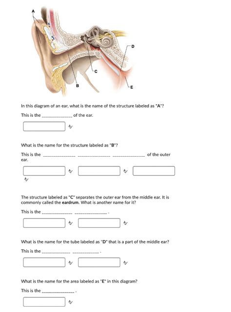 Solved In this diagram of an ear, what is the name of the | Chegg.com