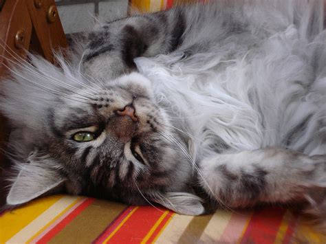 Maine Coon Personality Traits - MaineCoon.org