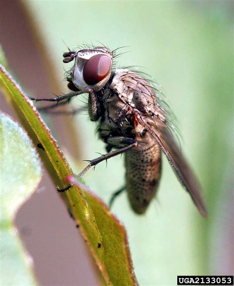 Tachinid flies (Family Tachinidae)