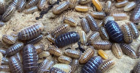 How long do isopods live as pets? Find out at XYZReptiles.com