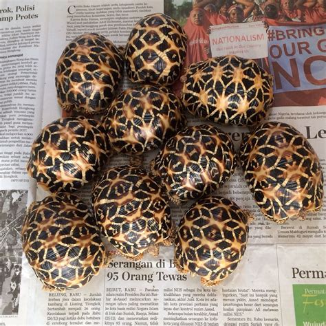 Indian star tortoises after morning bath | Tortoises, Tortoise food, Galapagos tortoise