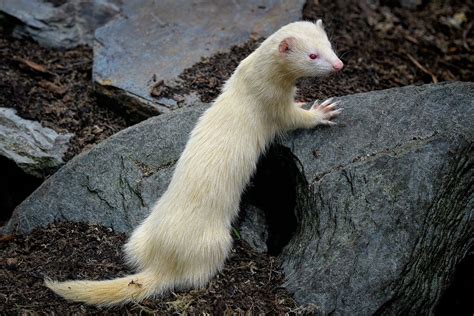 Ferret Albino Albinism - Free photo on Pixabay