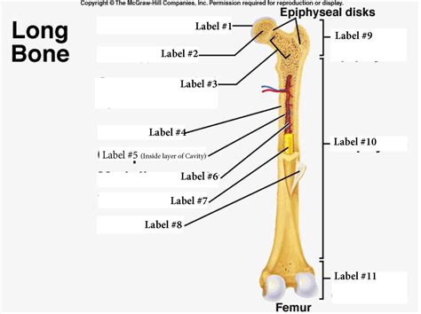 Anatomy Of A Long Bone Diagram