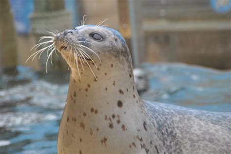 SeaQuarium Rhyl - Opening Times and Prices