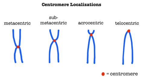 Types of chromosome according to position of centromere 1 Telocentric: The rods like chromosome ...